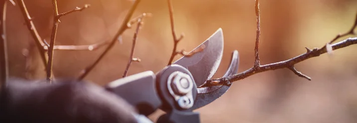 Hand schneidet mit Gartenschere einen Ast
